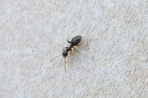Lasius sp.